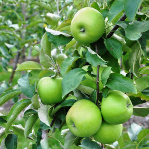 Tips For A Neighborhood Fruit and Nut Harvester Image